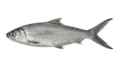 Milkfish — Chanos chanos
