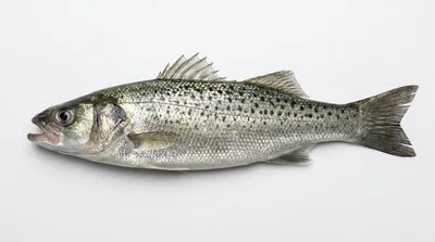 Spotted seabass