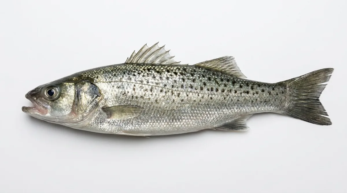 Spotted seabass — Dicentrarchus punctatus