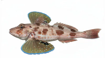 Bluefin gurnard
