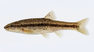 Western blacknose dace