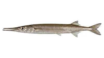 Atlantic needlefish
