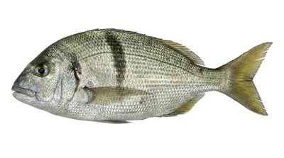 Sargo