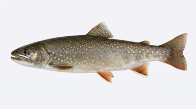 Dolly Varden trout