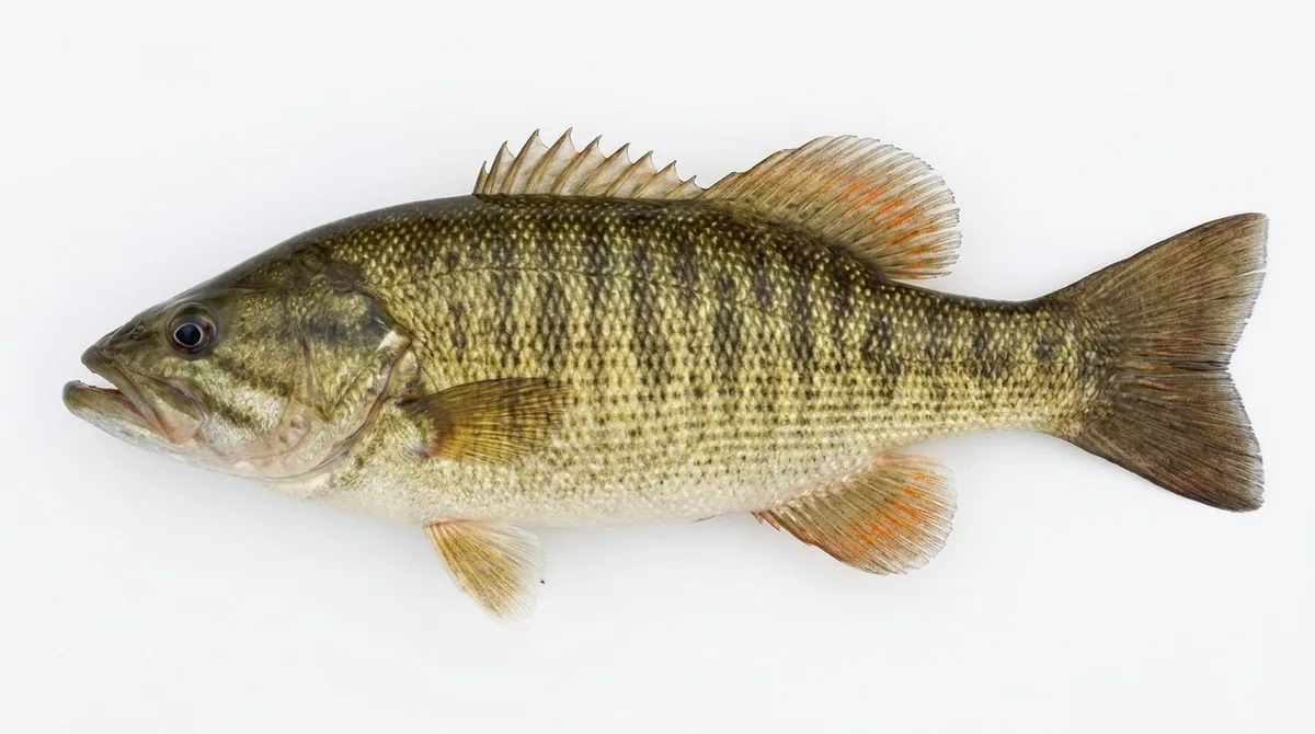 Shoal bass — Micropterus cataractae