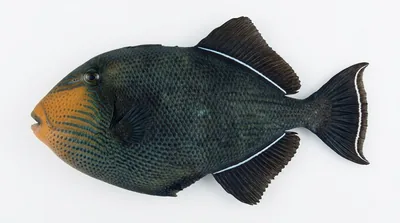 Black triggerfish