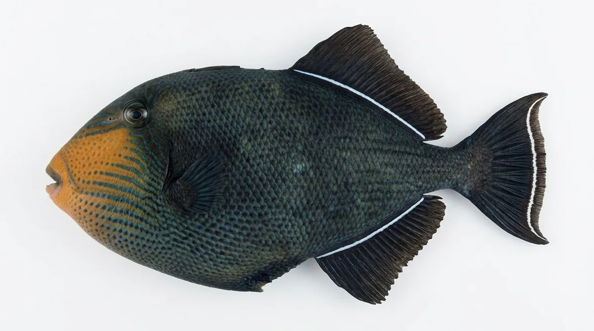 Black triggerfish — Melichthys niger
