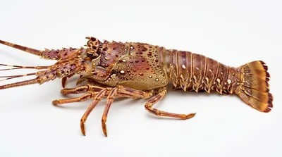 Bermuda lobster