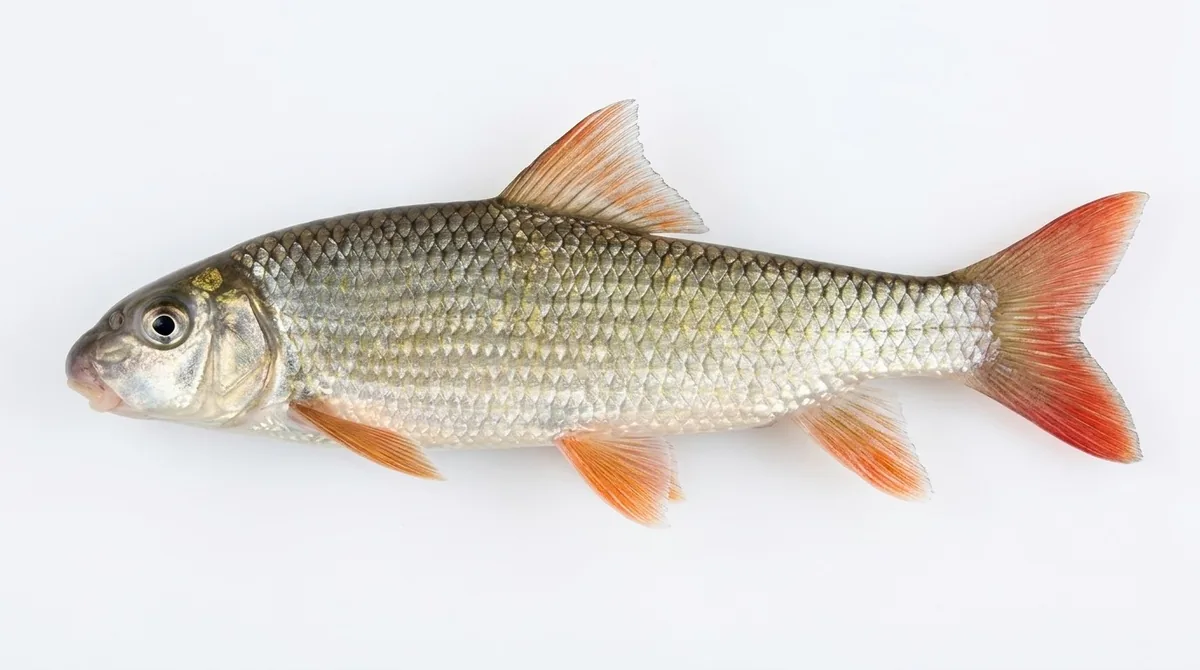 Smallmouth redhorse — Moxostoma breviceps