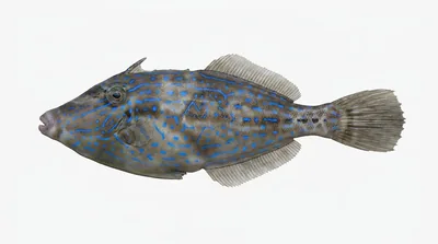 Scrawled filefish