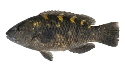 Banded parrotfish