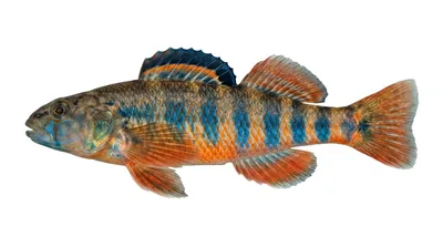 Rainbow darter