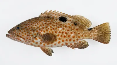 Rock hind