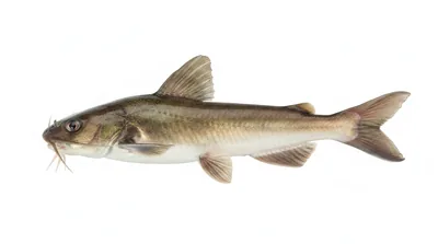 Sea barbel