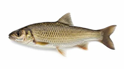Fallfish