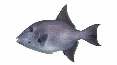 Ocean triggerfish