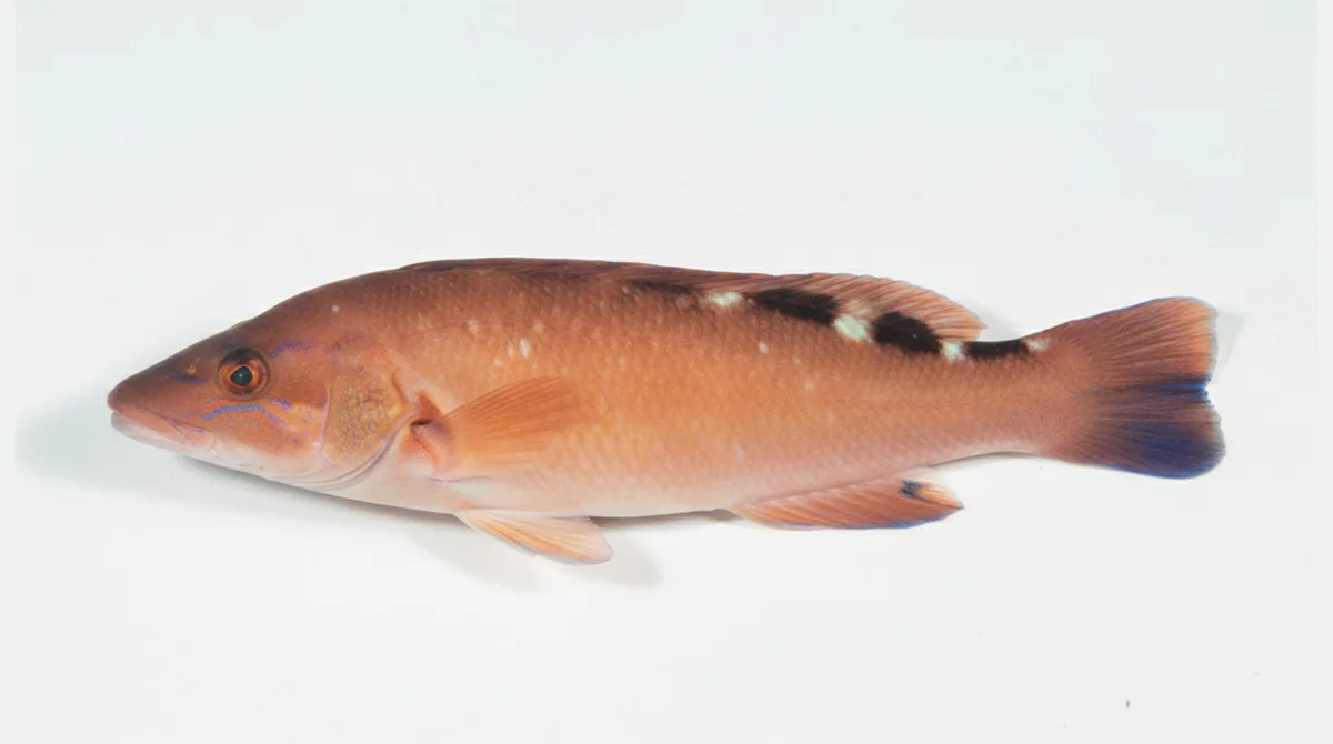 Cuckoo wrasse — Labrus mixtus
