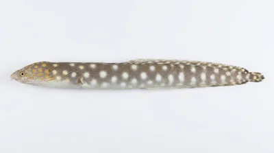 Sharptail eel