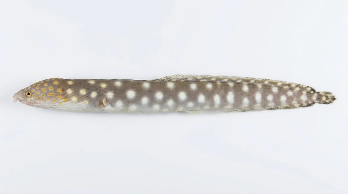 Sharptail eel — Myrichthys breviceps