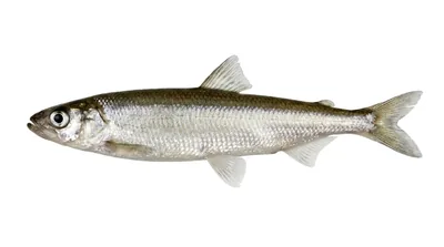 Surf smelt