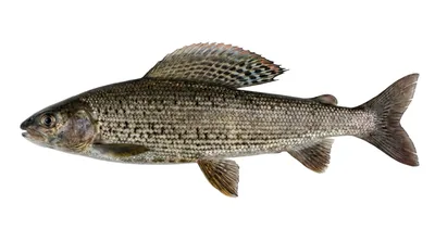 Arctic grayling