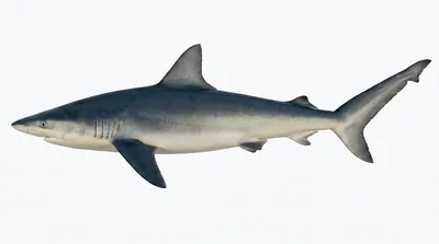 Finetooth shark