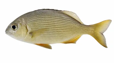 Musselcracker seabream