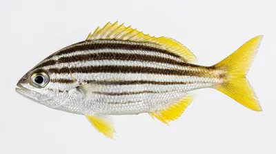 Australian mado — Atypichthys strigatus
