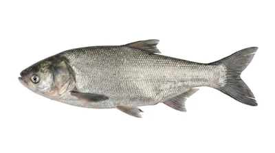 Silver carp