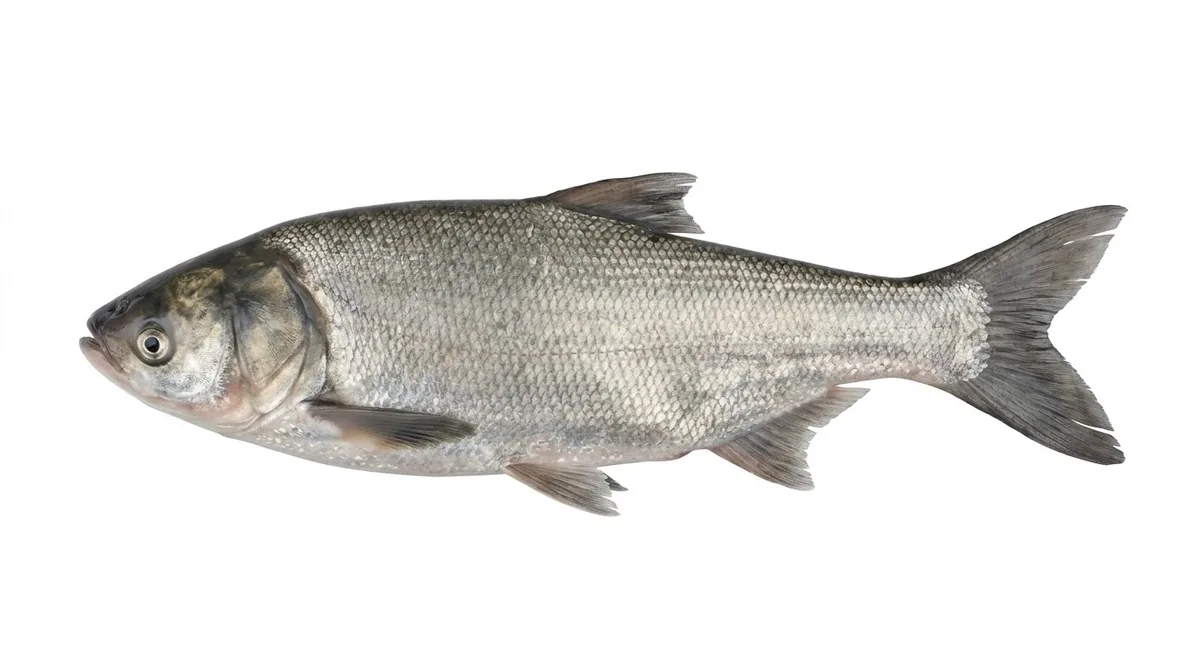 Silver carp — Hypophthalmichthys molitrix