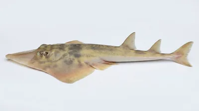Southern shovelnose ray