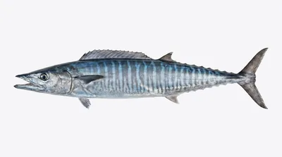 Wahoo