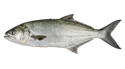Leerfish