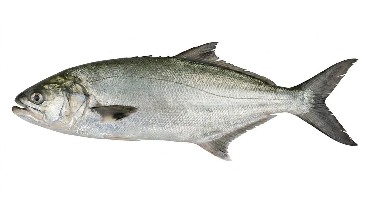 Leerfish — Lichia amia