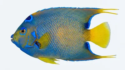 Queen angelfish