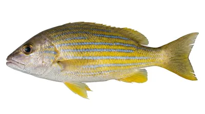 Common bluestripe snapper