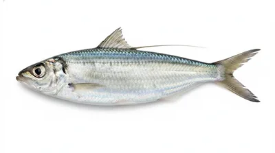 Atlantic thread herring — Opisthonema oglinum