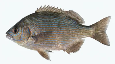 Striped seaperch