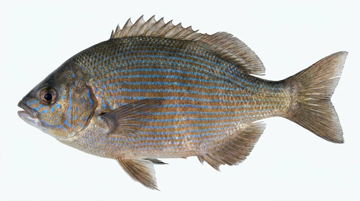 Striped seaperch — Embiotoca lateralis