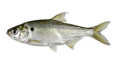 Threadfin shad