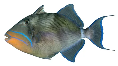 Queen triggerfish
