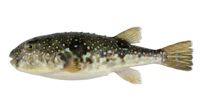 Southern puffer — Sphoeroides nephelus