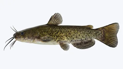 Flat bullhead