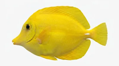 Yellow tang