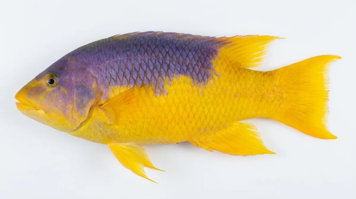 Spanish hogfish — Bodianus rufus