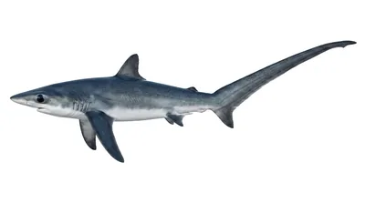 Common thresher