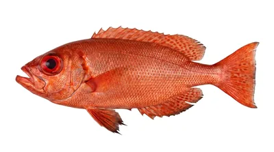 Bigeye — Priacanthus arenatus