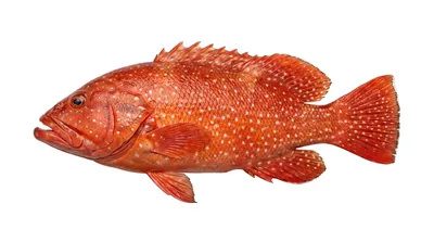 Tomato hind