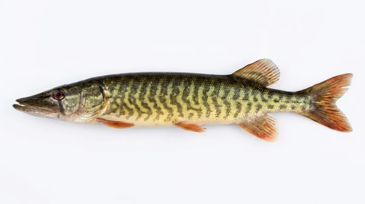 American pickerel — Esox americanus