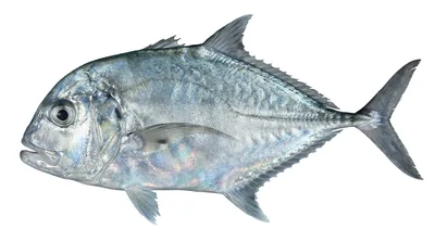 African pompano